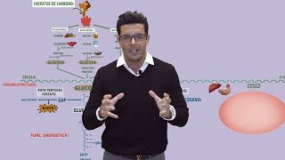 GLUCOGENOLISIS Glucógeno Fosforilasa y Enzima Desramificante Regulación Bioquímica [upl. by Hewes]