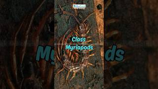 Class Myriapod  Living Organisms  Classification  IGCSE Biology  Cambridge Biology igcsebiology [upl. by Ellennahc]