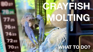 CRAYFISH MOLTING  WHAT DO I DO [upl. by Samara]