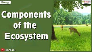 Components of the Ecosystem  Science videos  iKen  iKen Edu  iKen App [upl. by Warchaw780]