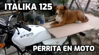 Italika DT 125 delivery perrita en moto [upl. by Metts]