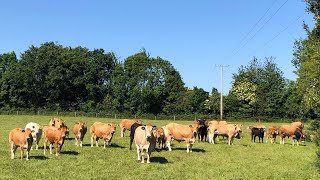 LETTING PARTHENAISE CATTLE OUT TO GRASS AFTER 7 AND A HALF MONTHS INDOORS 14th Of May 2024 🇮🇪 [upl. by Gronseth411]