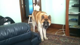 Max  8 month old akita howling  MASSIVE [upl. by Akemed]