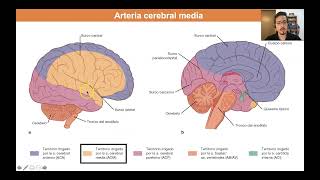 Vasculatura encefálica parte 2 [upl. by Yreffoeg168]
