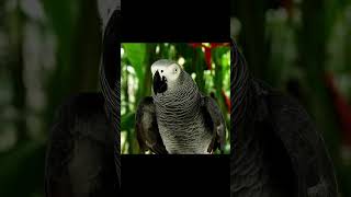 Loro Yaco  Loro gris africano  Grey parrot Psittacus erithacus [upl. by Luapnoj]