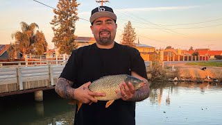 Common Carp Fishing At The Main Canal [upl. by Tawney]