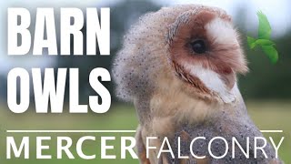 Facts about Barn Owls  barn owl flying  I raised an owl [upl. by Grand671]