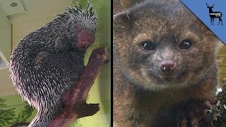 3 Amazing Animals Discovered In 2013 [upl. by Ataeb]