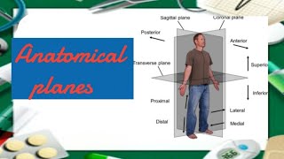 المستويات التشريحية anatomical planes [upl. by Aihsekin]