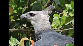 Harpy Eagle after a successful hunt with a Red Howler Monkey  Rewa Guyana [upl. by Phemia]