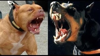 Pitbull vs doberman Pinscher [upl. by Imojean]