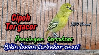 SIRTU GACORpaling ampuh membakar emosi lawancipohgacorsrfchannel3881 [upl. by Moulton]