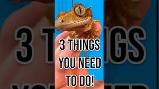 3 Things you NEED to do for your Crested Gecko crestedgecko [upl. by Srednas924]