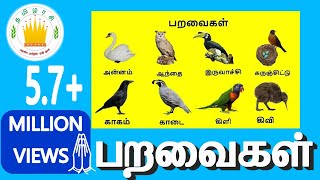 பறவைகள்  Learn Tamil Birds Name video for Kids and Children [upl. by Norak757]