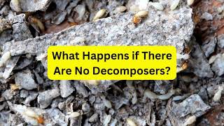 What Happens if There Are No Decomposers [upl. by Stilwell]