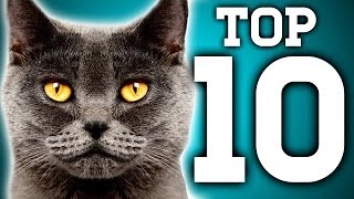 Awesome 10 Cat Facts You Need to Know  Earth Unplugged [upl. by Traver460]