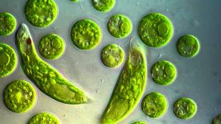 Chlamydomonas amp Euglena viridis [upl. by Culberson]