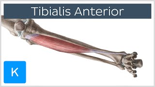 Tibialis Anterior Muscle  Origins amp Function  Human Anatomy  Kenhub [upl. by Absalom975]