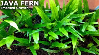 How to Propagate Java Fern Emersed  My First Harvest [upl. by Gothurd331]