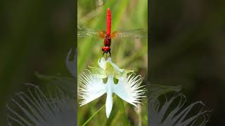 Scarlet Dwarf Dragonfly on White Egret Flower Orchid  Observed in Description [upl. by Akehsar]