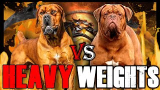 Boerboel vs Dogue de Bordeaux  Dogue de Bordeaux vs Boerboel  Powerful Guard Dog  Billa Boyka [upl. by Asiruam969]