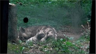 Striped hyena  Streifenhyäne  Augsburg Zoo [upl. by Timothea]