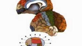 How the Body Works  The Thalamus [upl. by Fifi]