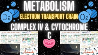 Electron Transport Chain  Complex IV and Cytochrome C  Cellular Respiration  MCAT [upl. by Akenat]