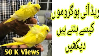 how to get Redeye hagoromo budgies  lutino budgies cross breeding  urdu hindi [upl. by Adella458]