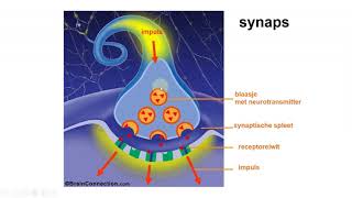 Zenuwstelsel neurotransmitters en actiepotentiaal [upl. by Greggs841]