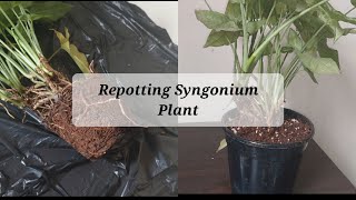 How to repot syngonium plant with soil mixture recipe syngoniums gardening repotting [upl. by Rotman]