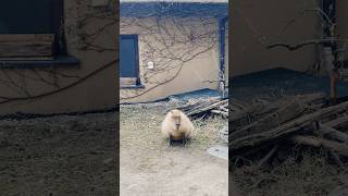 The Friendliest Animal In The World Capybara capybara animals friendly animallover capybaras [upl. by Mathilde134]