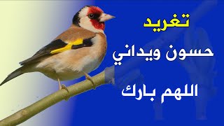 تغريد الحسون الويداني chardonneret widani Jilguero widani  Goldfinch [upl. by Inaluahek]