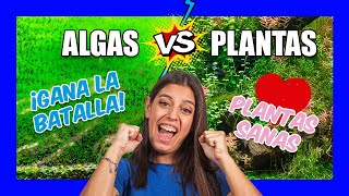 Eliminar ALGAS en el acuario con PLANTAS  Qué necesitan 🌿 [upl. by Jeffry]