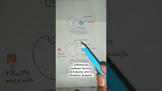 differences between normal enzyme and allosteric enzyme shorts shortsfeed viral ytshorts [upl. by Llerut]