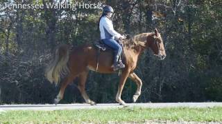 Free Gaited Training  Clinic Progress Ohio 2016 [upl. by Idas]