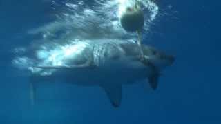 The Great White Shark of Guadalupe  Mexico [upl. by Airdnola976]