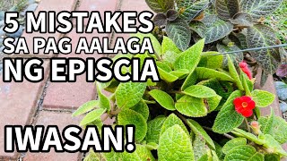 5 MISTAKES SA PAG AALAGA NG EPISCIA  Plant Care for Beginners [upl. by Ive]