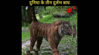 😍 दुनिया के तीन दुर्लभ बाघ 🐅 Rarest tigers of the world 😍😍 shorts [upl. by Solrac226]