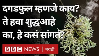 Biodiversity Day  Lichen म्हणजे काय दगडफुल Air Quality विषयी काय सांगतं  Spice  Rare Foods [upl. by Siron]