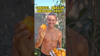 AMAZON CANISTEL RARE MEDICINAL FRUIT [upl. by Preciosa]