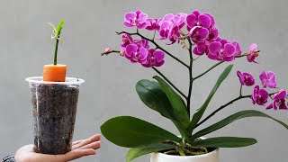 Unveiling the Best Natural Fertilizer for Orchid Care [upl. by Idram]