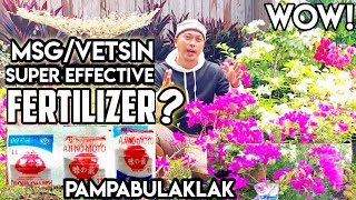 HOW TO USE VETSIN MSG AJINOMOTO AS PLANT FERTILIZERVETSIN MSG PAMPABULAKLAK NG HALAMAN [upl. by Aratas]