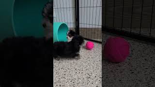 Cute Puppy Video Emma And Evie Miniature Poodle woodlot Companions [upl. by Orola]