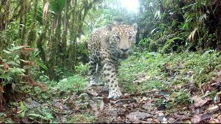 Jaguar follows collared peccaries with slow motion [upl. by Naicad172]