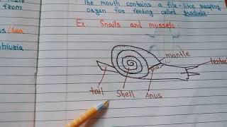 Mollusca and Echinodermata  Class 9th CBSE BoardNotes [upl. by Yht885]