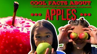 Apple Facts  Facts About Apples For Kids [upl. by Elston]