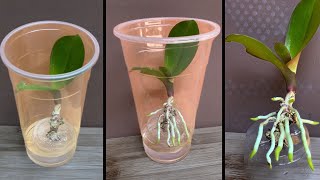 This tip helps orchids quickly take root and produce young leaves [upl. by Mauve101]