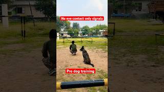 Man v dog up down ✅ youtubeshorts short trending shortvideo viralvideo germanshepherd dog [upl. by Yelehsa]