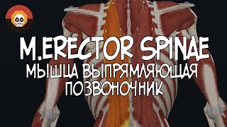 Мышца выпрямляющая позвоночник merector spinae 3D Анатомия [upl. by Demha]